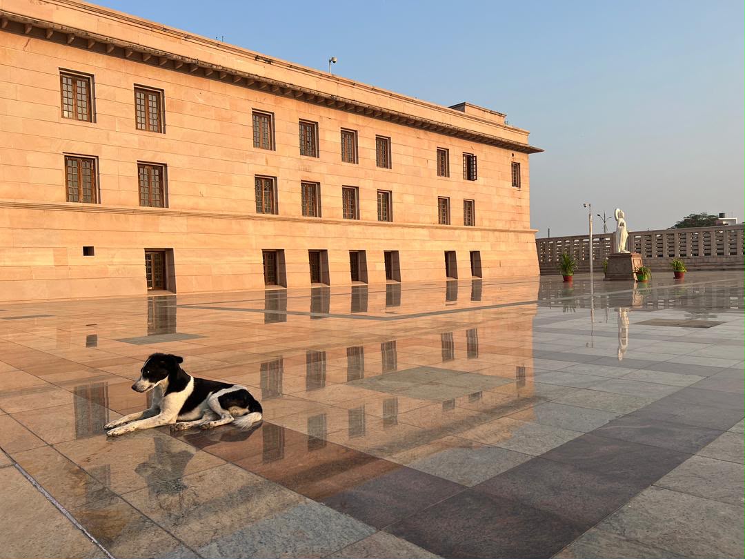 A dog resting in a quiet courtyard in Lucknow