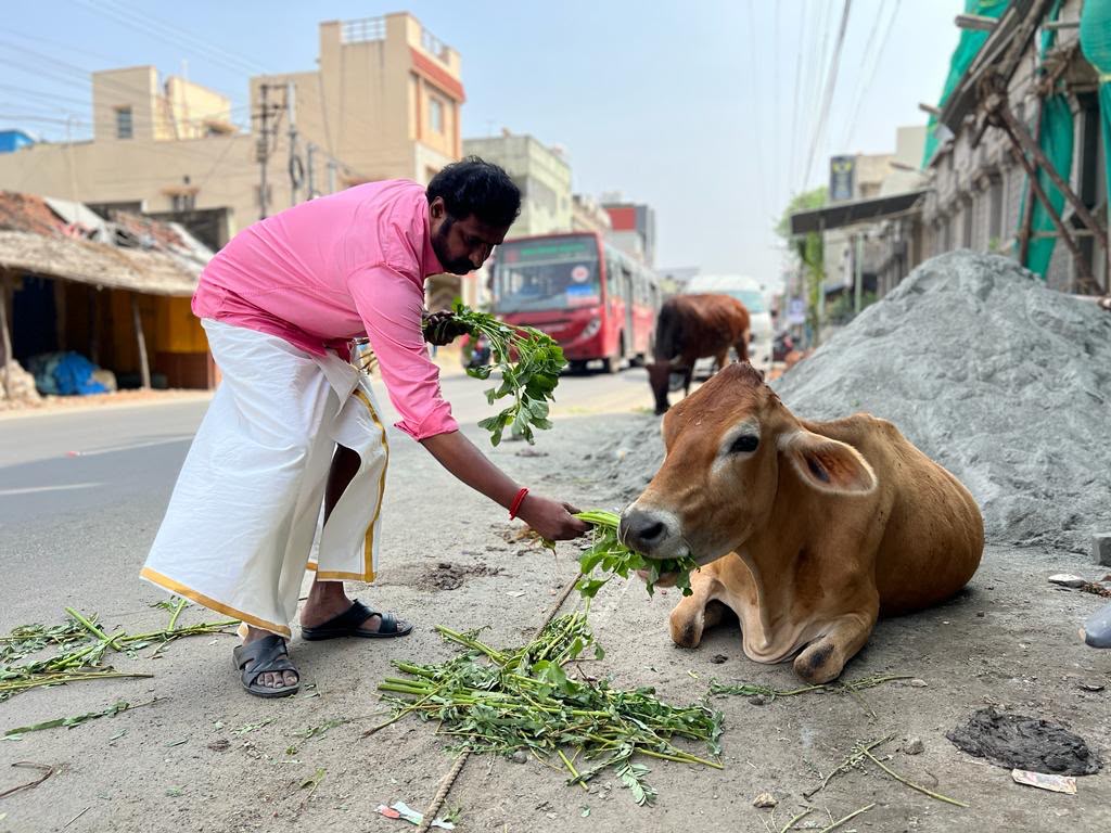 A man feeding a cow by the roadside in India