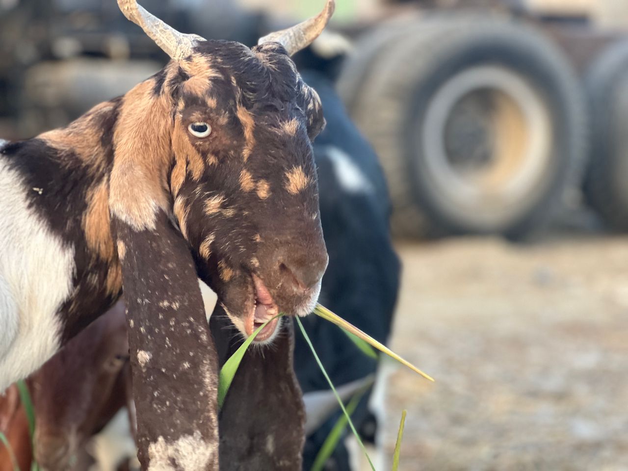 Close-up of a goat in Chabahar, Iran
