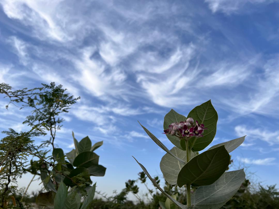 Flower and silk-like clouds in Chabahar, Iran