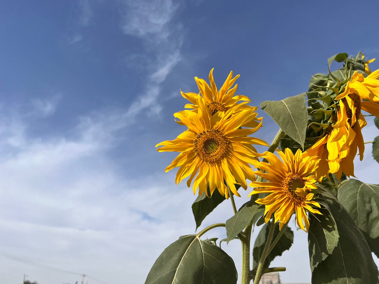 Sunflowers under blue sky in Chabahar, Iran