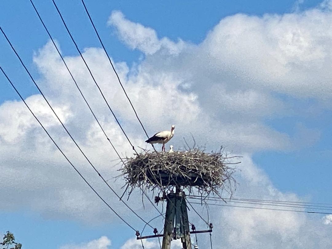 A stork standing in a nest with young storks in Poland
