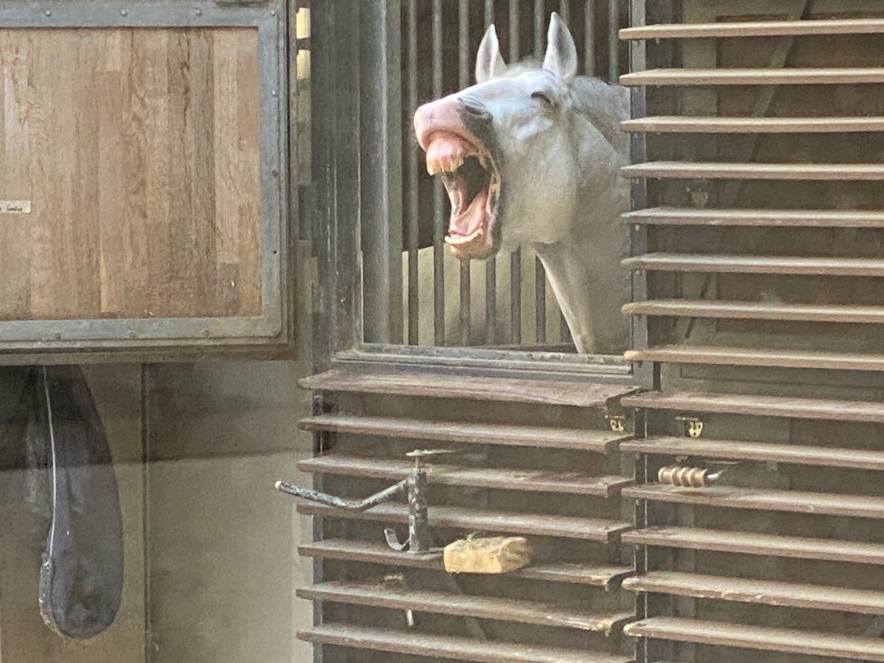 A white horse at the Spanish Riding School area in Vienna